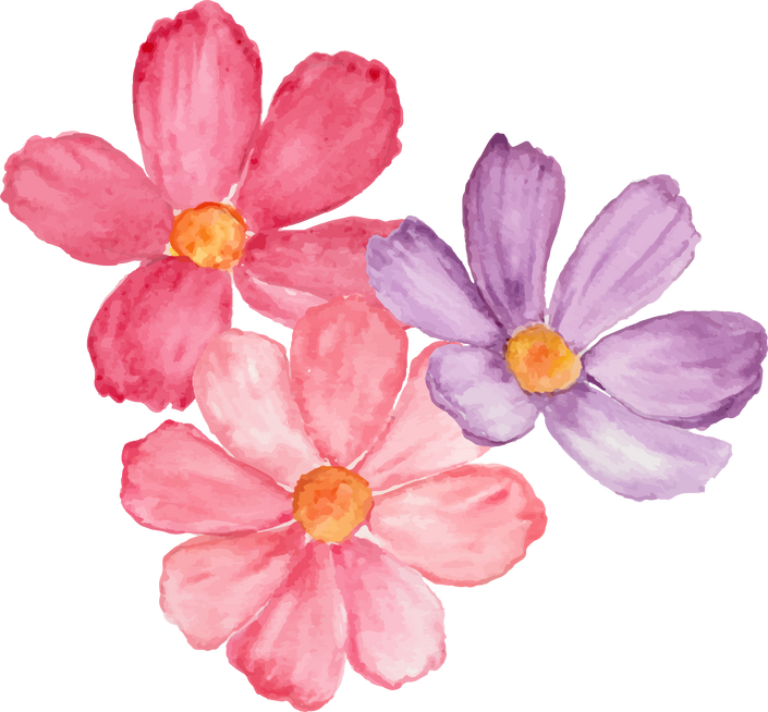 Watercolor pink and purple cosmos flower.